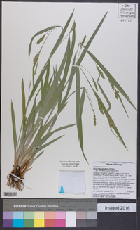 Carex flaccosperma image