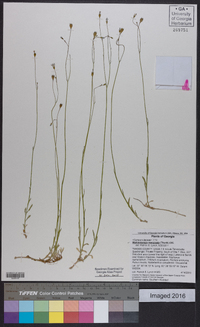 Wahlenbergia marginata image