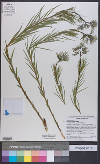 Amsonia ciliata image