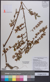 Vaccinium tenellum image