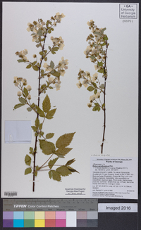 Rubus argutus image