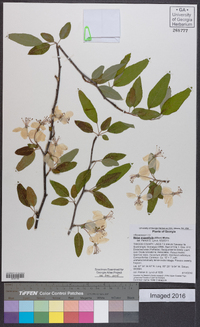 Malus angustifolia image