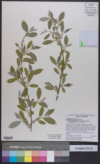 Elaeagnus umbellata var. parvifolia image