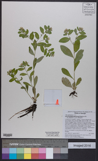 Lithospermum tuberosum image