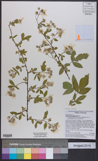 Rubus argutus image