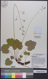 Heuchera americana image