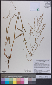 Rumex hastatulus image