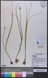 Allium canadense var. canadense image