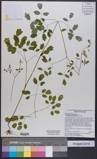 Thalictrum amphibolum image