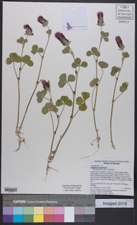 Trifolium incarnatum image