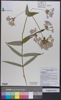 Phlox glaberrima image