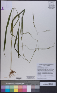 Bromus pubescens image