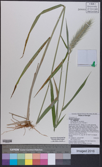 Elymus virginicus var. virginicus image