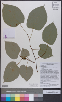 Tilia americana var. heterophylla image