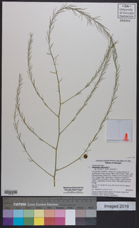 Asparagus officinalis image