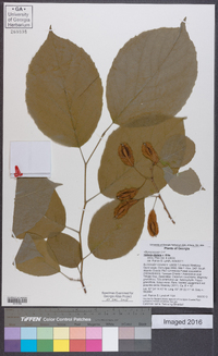 Halesia diptera image
