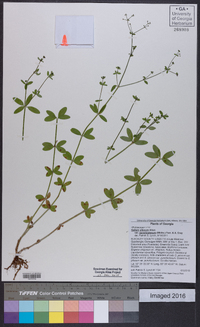 Galium pilosum image