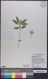 Ruellia caroliniensis image