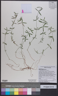 Galium uniflorum image