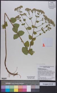 Eupatorium rotundifolium var. rotundifolium image