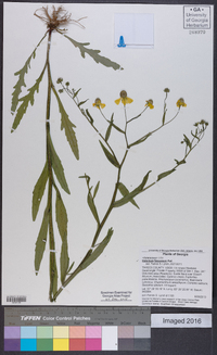 Helenium flexuosum image