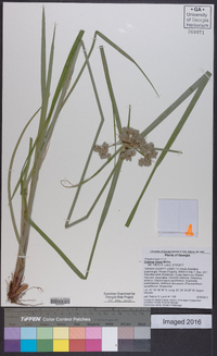 Cyperus virens image