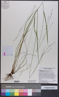 Festuca subverticillata image