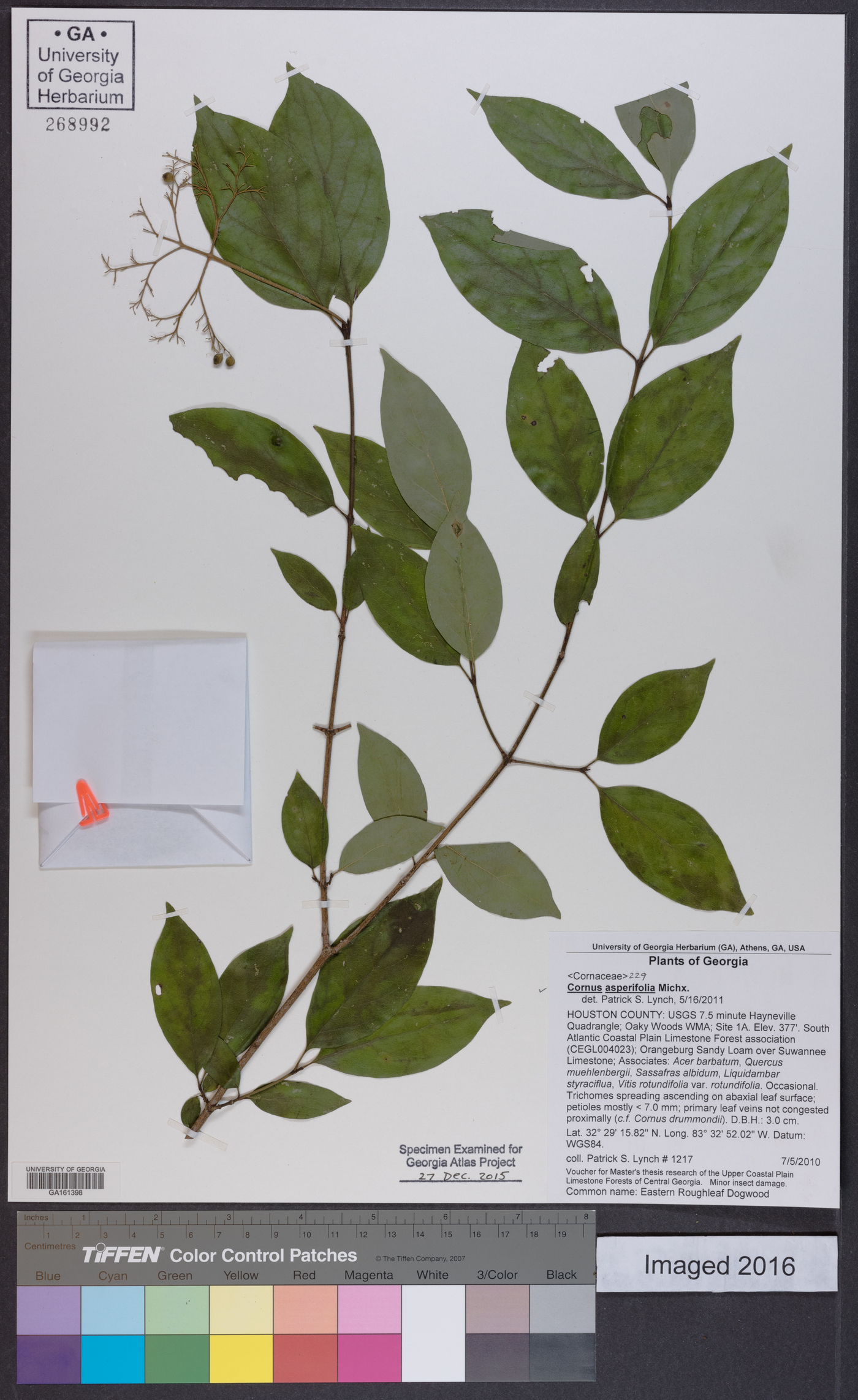 Cornus asperifolia image