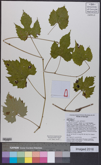 Vitis vulpina image