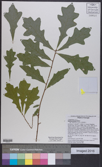 Quercus lyrata image