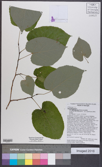 Tilia americana var. heterophylla image