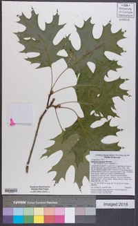 Quercus coccinea image