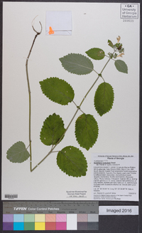 Scutellaria ocmulgee image