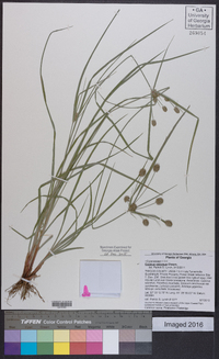 Cyperus retrorsus image