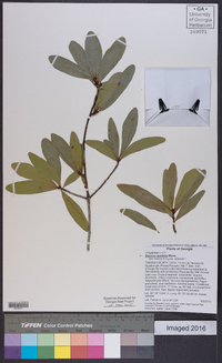 Quercus laurifolia image