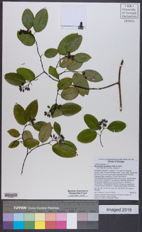 Berchemia scandens image