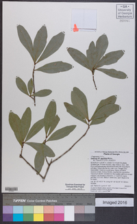 Quercus laurifolia image