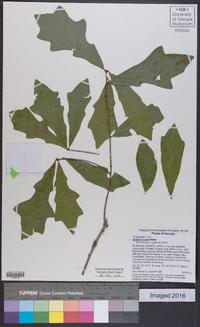 Quercus lyrata image