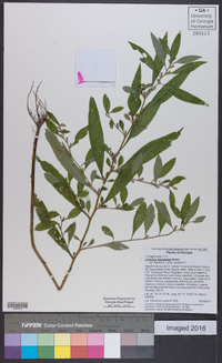 Ludwigia glandulosa image