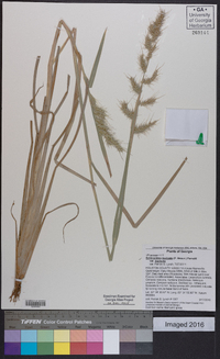 Echinochloa muricata var. muricata image