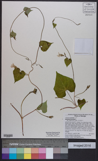 Ipomoea lacunosa image