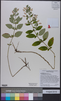 Scutellaria incana var. australis image