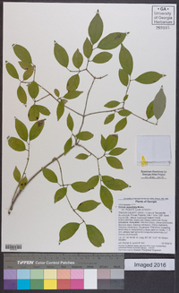 Cornus asperifolia image