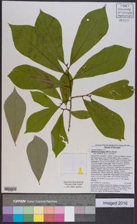 Asimina parviflora image