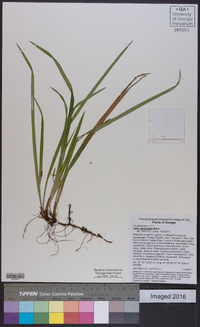 Carex abscondita image