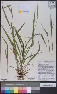 Carex kraliana image