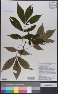 Carya carolinae-septentrionalis image