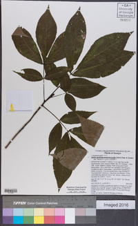 Carya carolinae-septentrionalis image