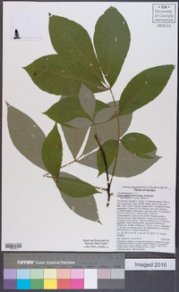 Carya pallida image