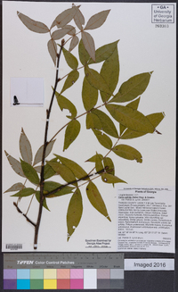 Carya pallida image